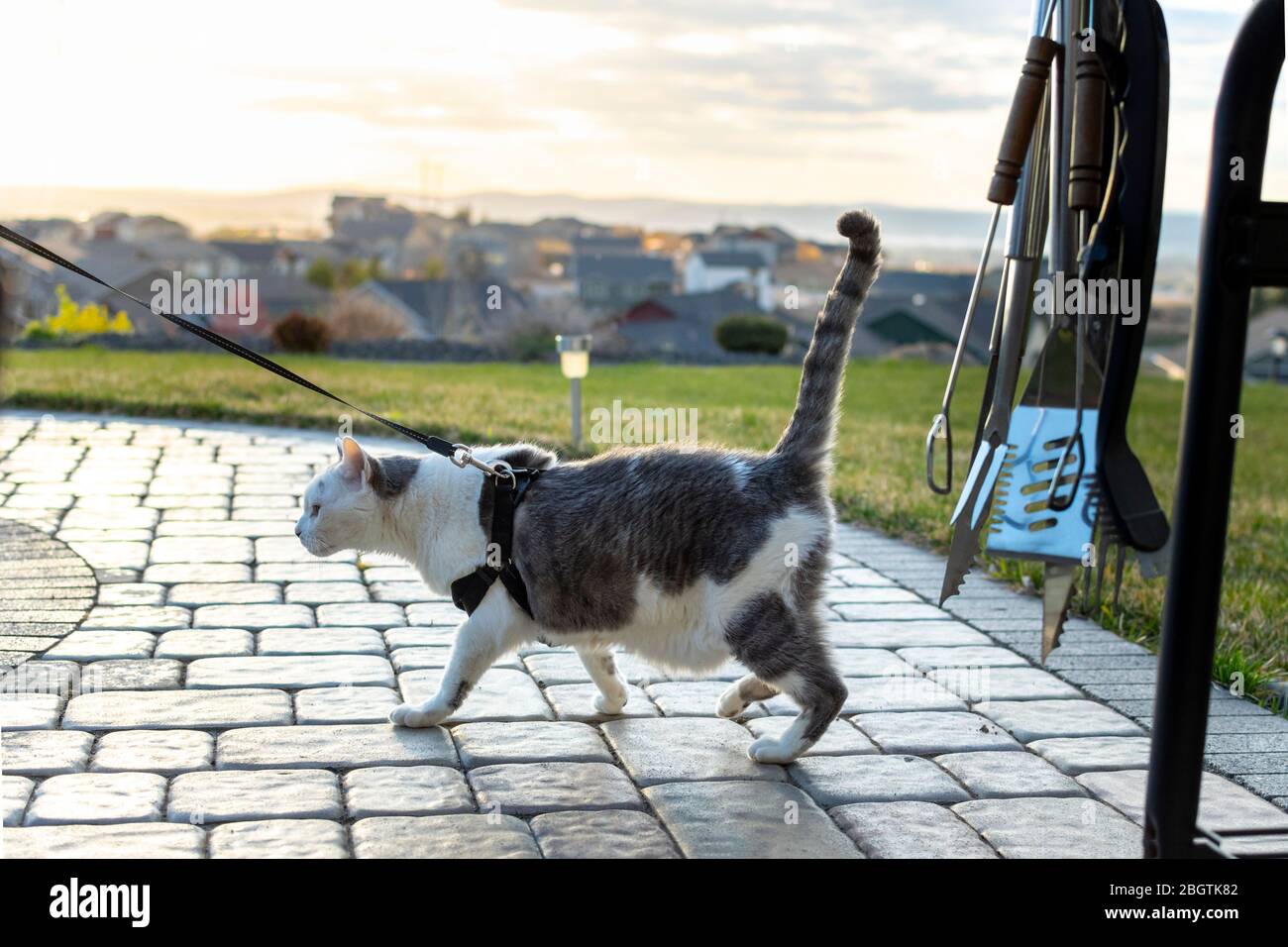 A shorthair domestic gray and white tabby cat walks outdoors on a patio while in a harness leash with the sun setting over a valley behind. Stock Photo