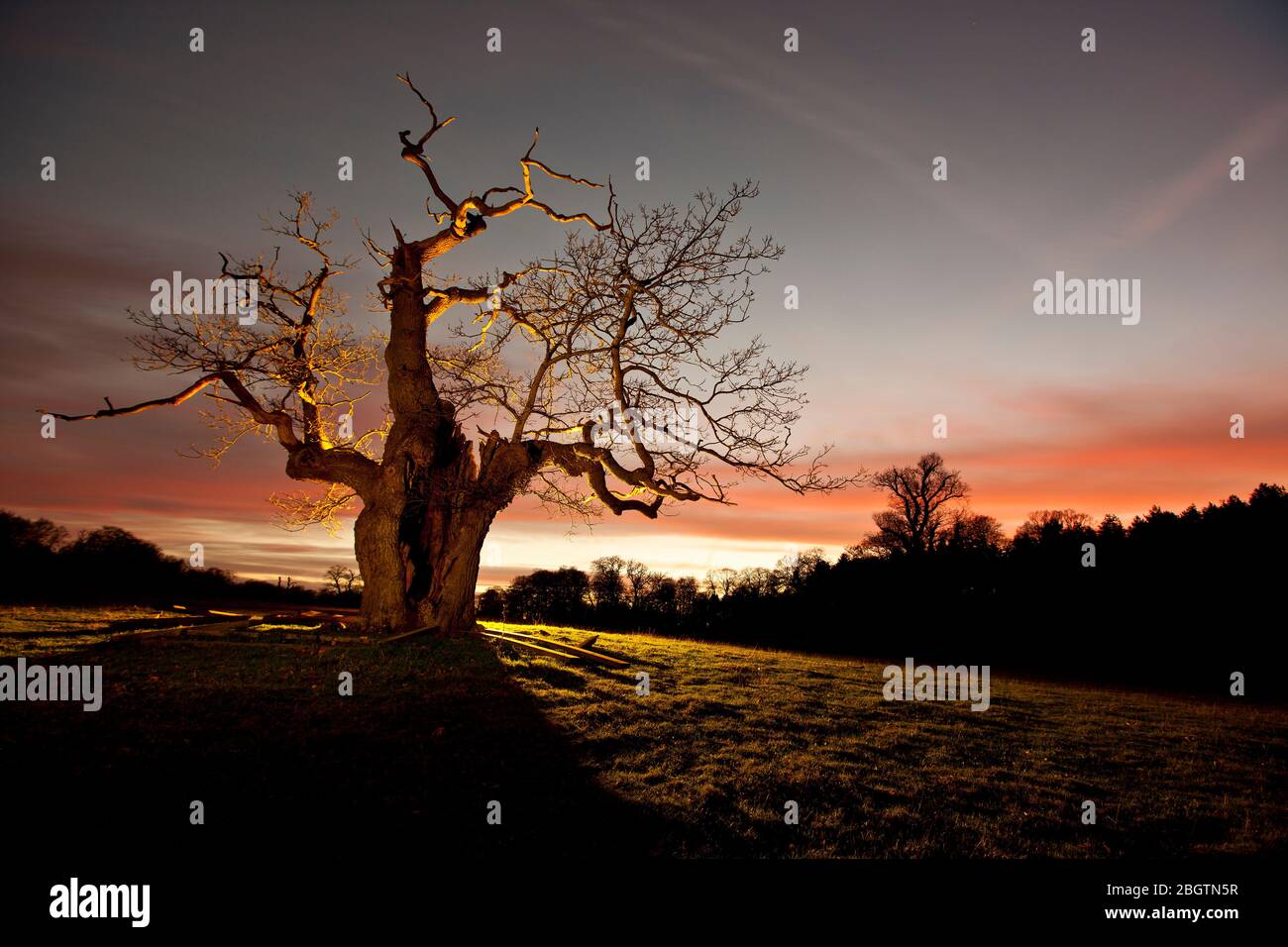 Twisted tree lit up at night in Surrey / England Stock Photo