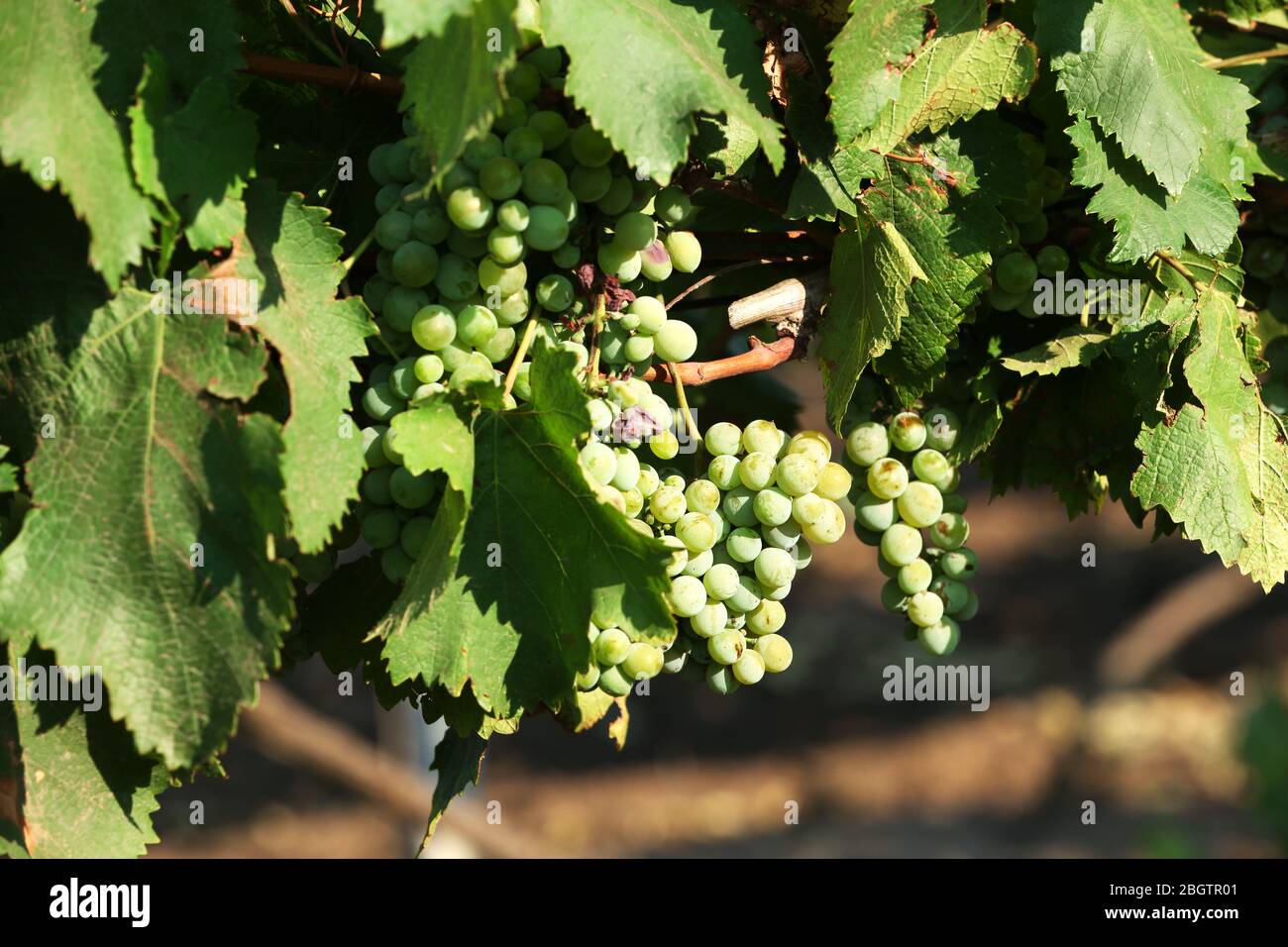 Bunches of ripe grape on plantation closeup Stock Photo - Alamy