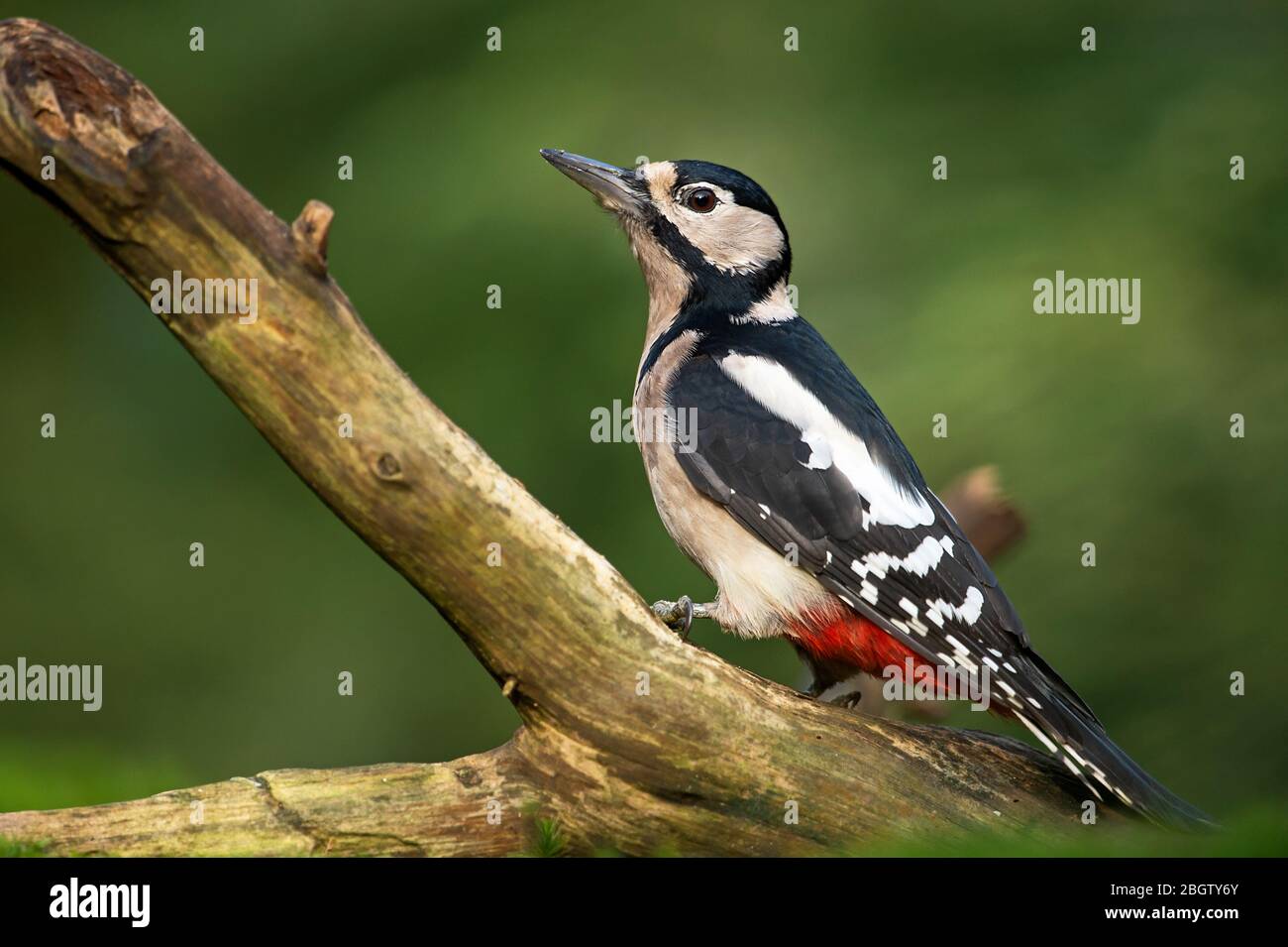 Great spotted woodpecker Stock Photo - Alamy