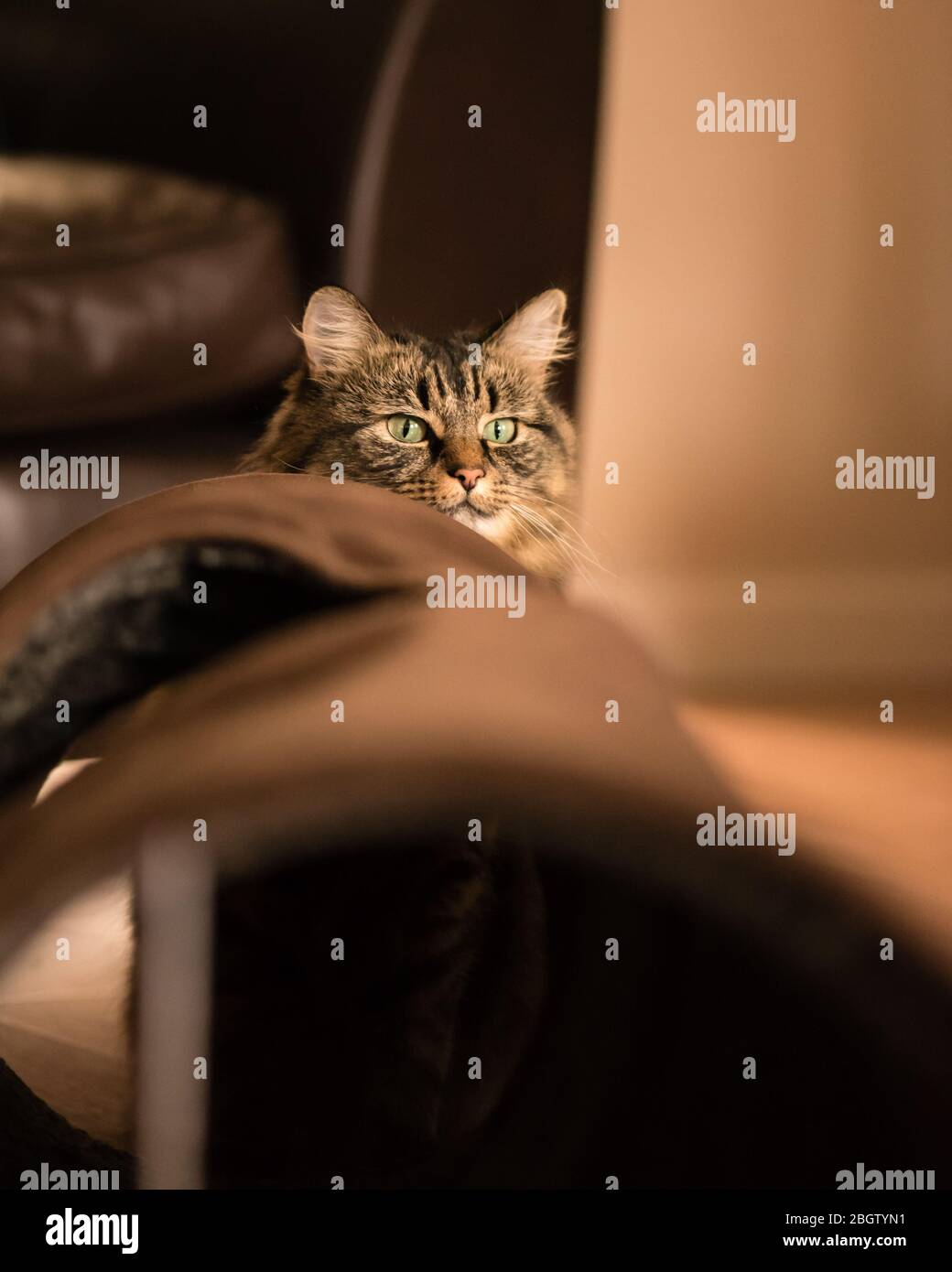 Tabby cat looking over play tunnel March 2016 Stock Photo