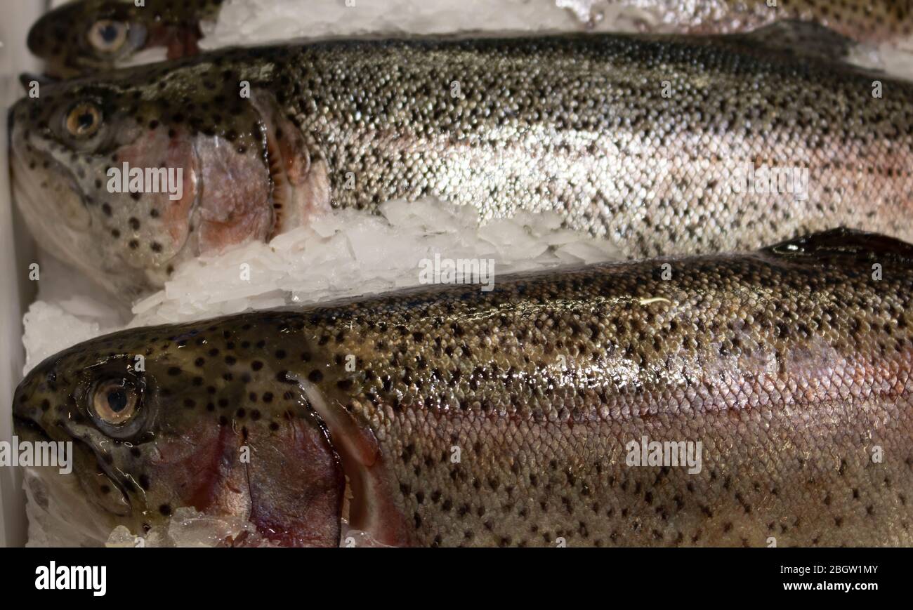 frozen rainbow trout lying on the counter of the store Stock Photo Alamy