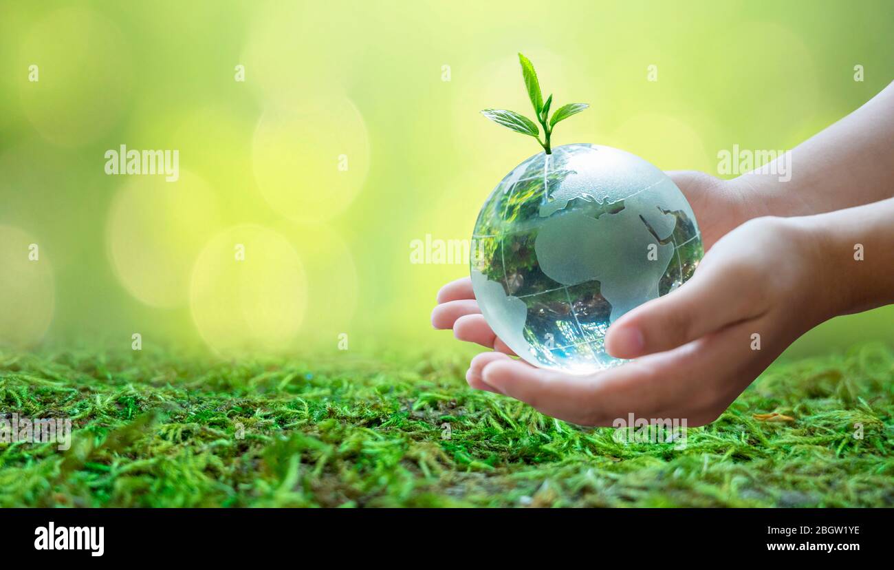 Adults are sending the world to babies. Concept day earth Save the world save environment The world is in the grass of the green bokeh background Stock Photo