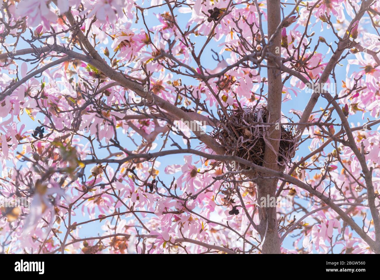 Bird nest in pink flowering tree with blue sky in springtime Stock Photo