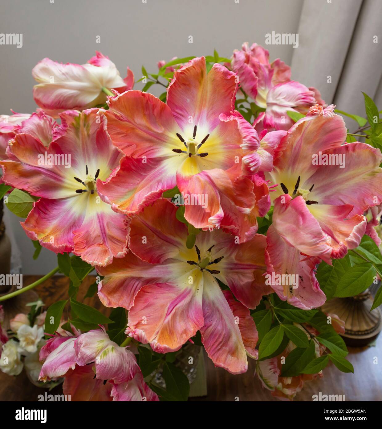 Arrangement of a large multi-coloured Apricot Parrot tulips with irregular shaped frilly petals in bloom in late spring, Surrey, SE England Stock Photo