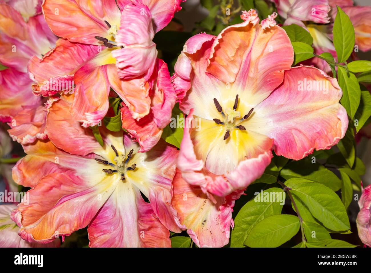 Irregular shaped frilly petals of a large multi-coloured Apricot Parrot tulip in bloom in late spring, flowering in a garden in Surrey, SE England Stock Photo