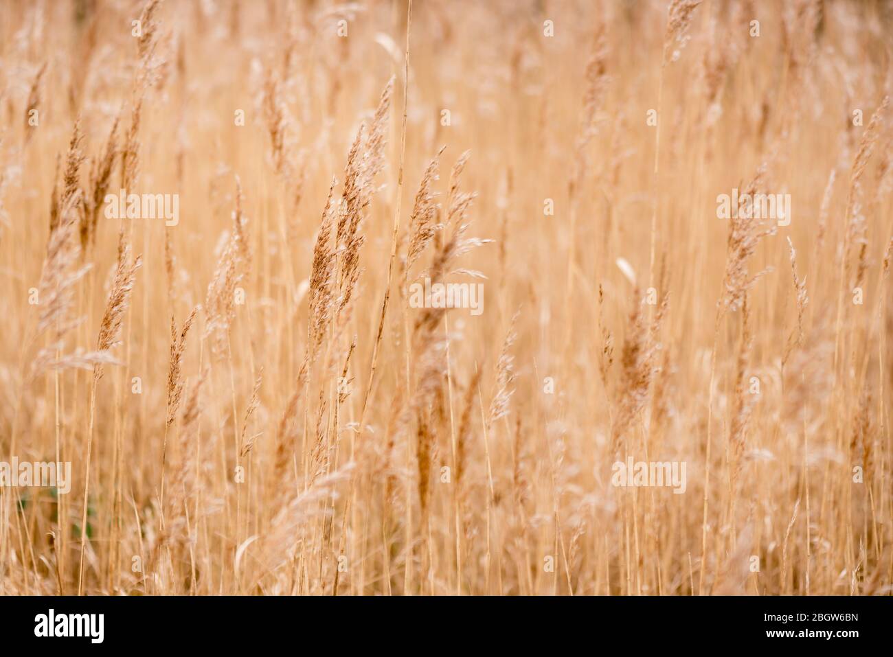 Sunny reed tops- Alderfen Broad, March 2017 Stock Photo