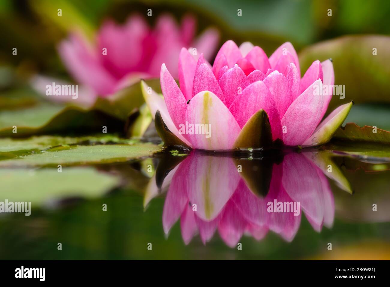 Pink water lily flowers and reflection June, 2017 Stock Photo Alamy