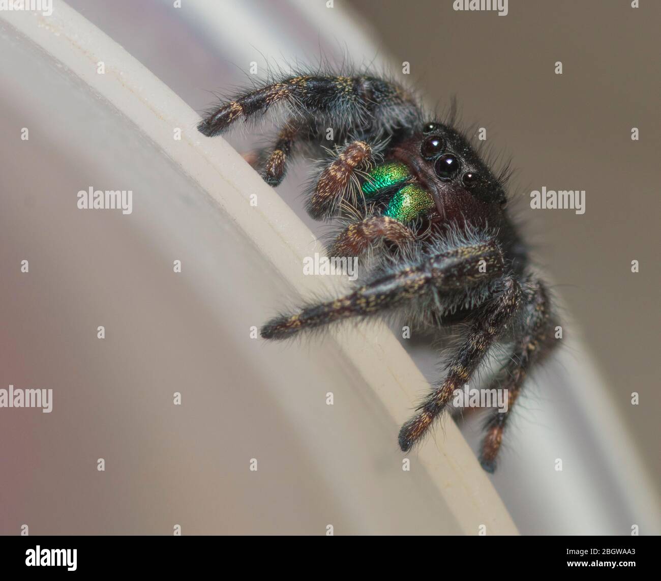 Phidippus audax, Bold Jumping Spider, or Bold Jumper Stock Photo