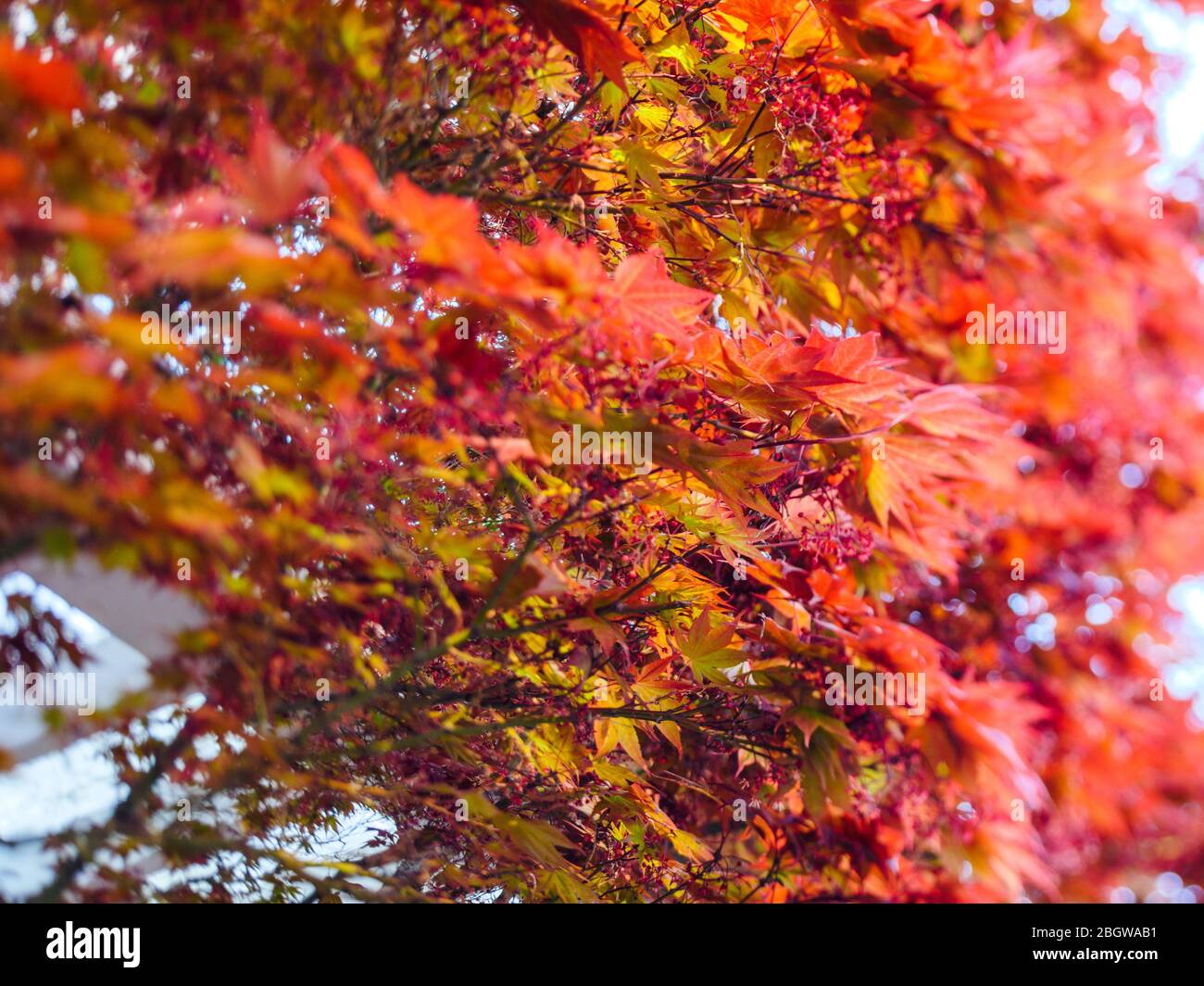 Low angle view of Japanese birch tree early in the spring Stock Photo
