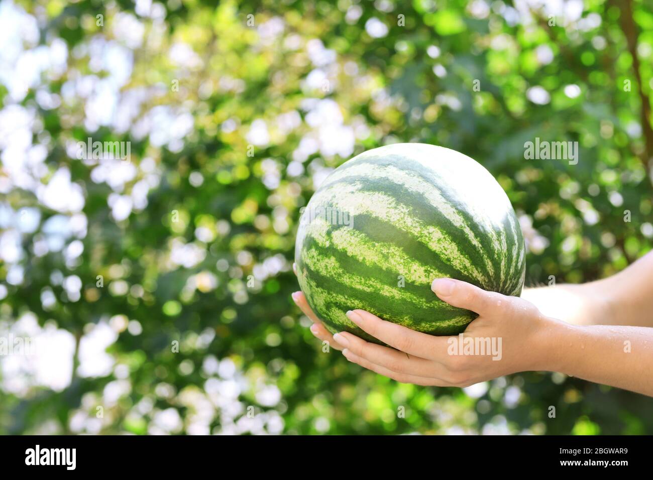 Washing watermelon, outdoors Stock Photo - Alamy