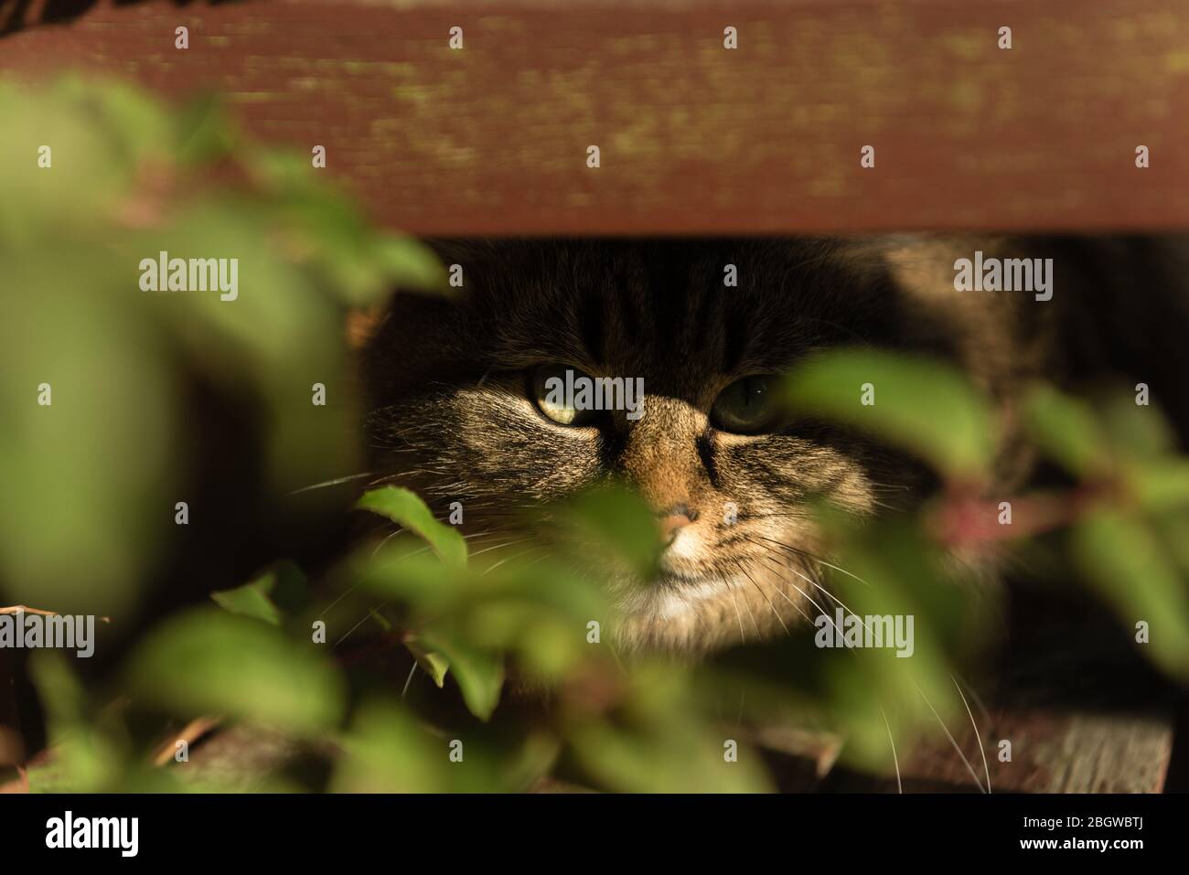 Portrait of tabby cat, in the garden -November, 2017 Stock Photo - Alamy