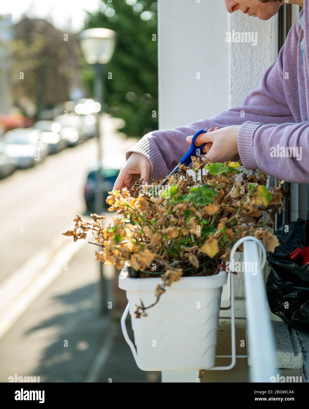Plant carying during Covid19 confinement woman gardening taking care
