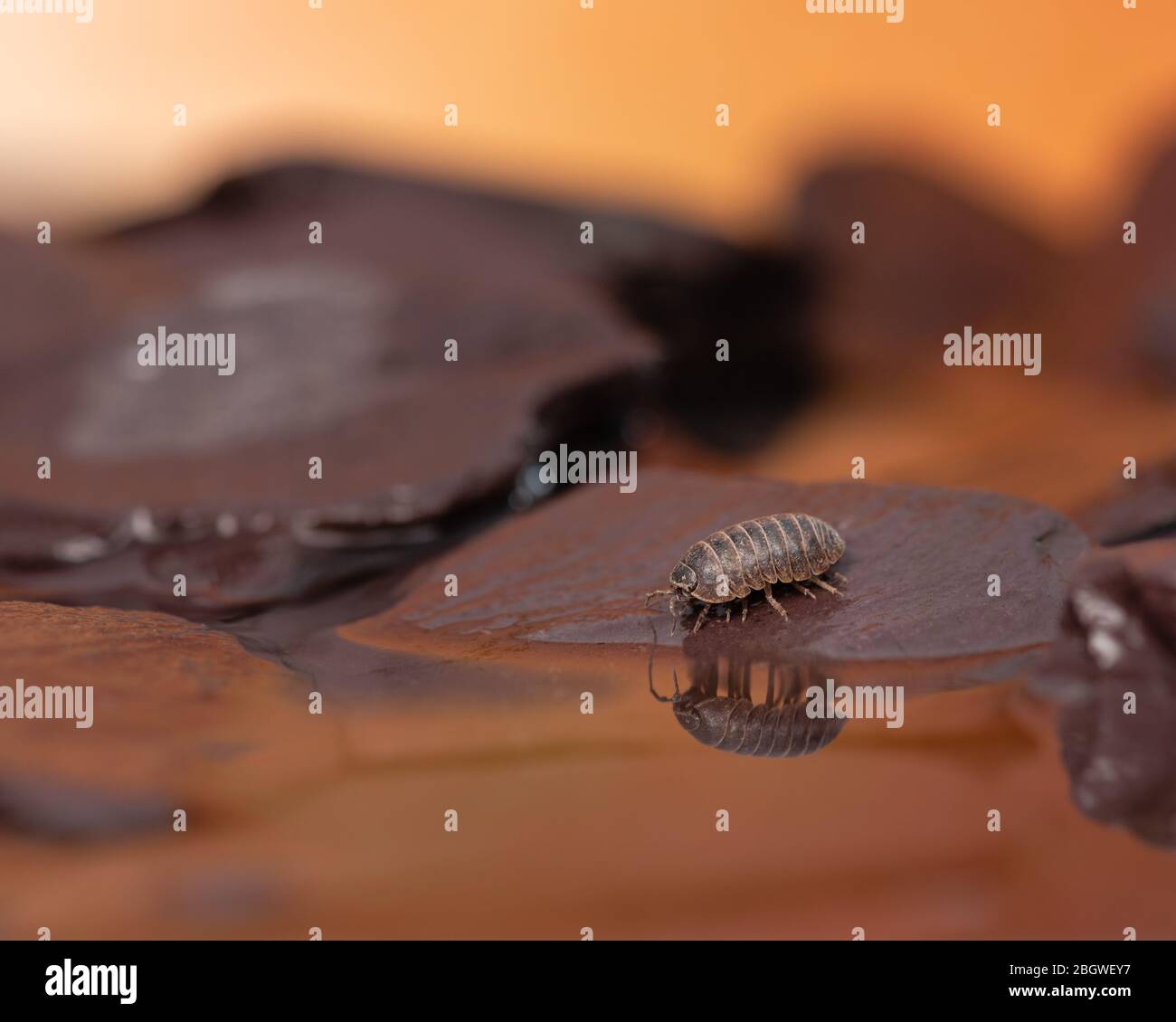 Woolice Rocks Water woodlice hi-res stock photography and images - Alamy