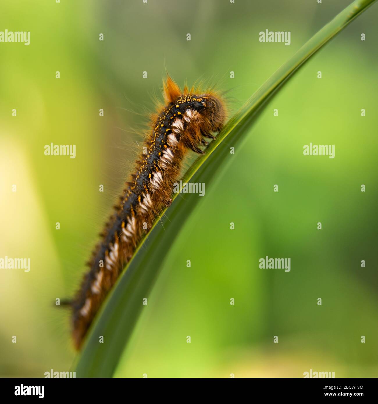 Drinker moth larva - Strumpshaw fen rspb, May 2018 Stock Photo