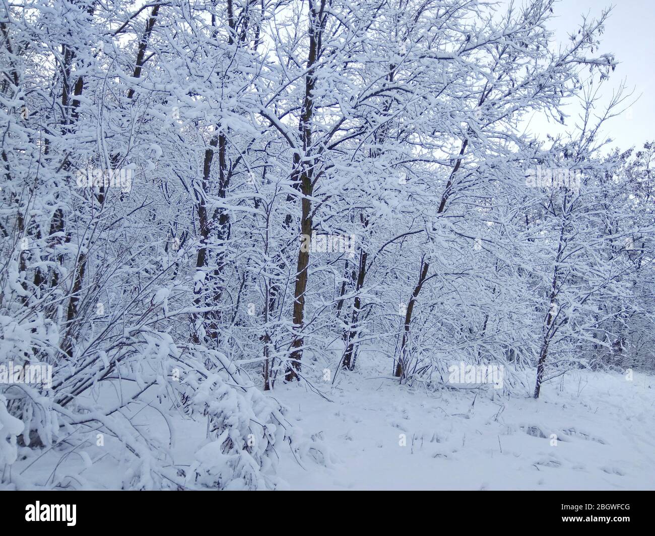 beautiful fairy winter landscape trees sky snow Stock Photo - Alamy