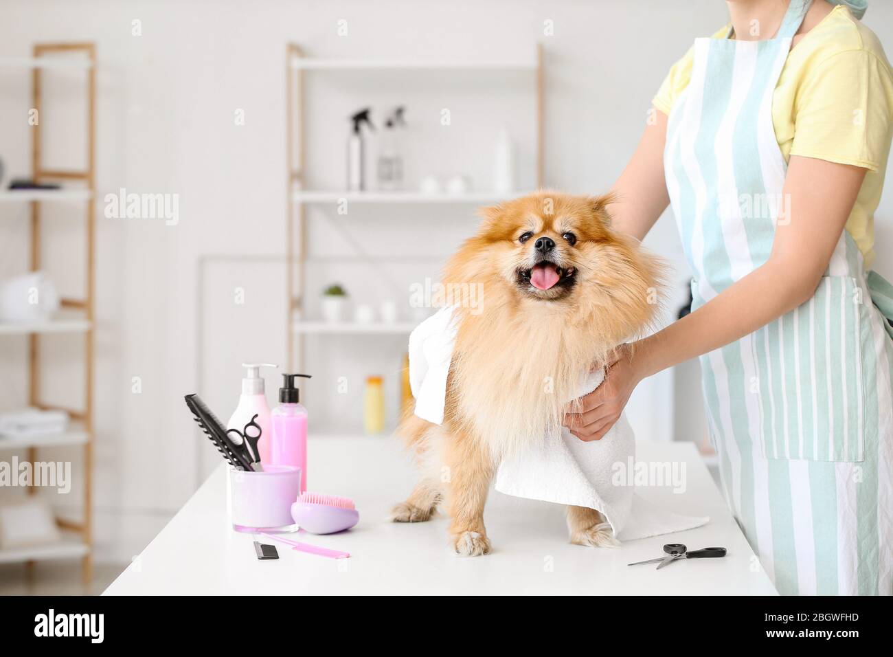 Female groomer wiping dog's hair after washing in salon Stock Photo Alamy