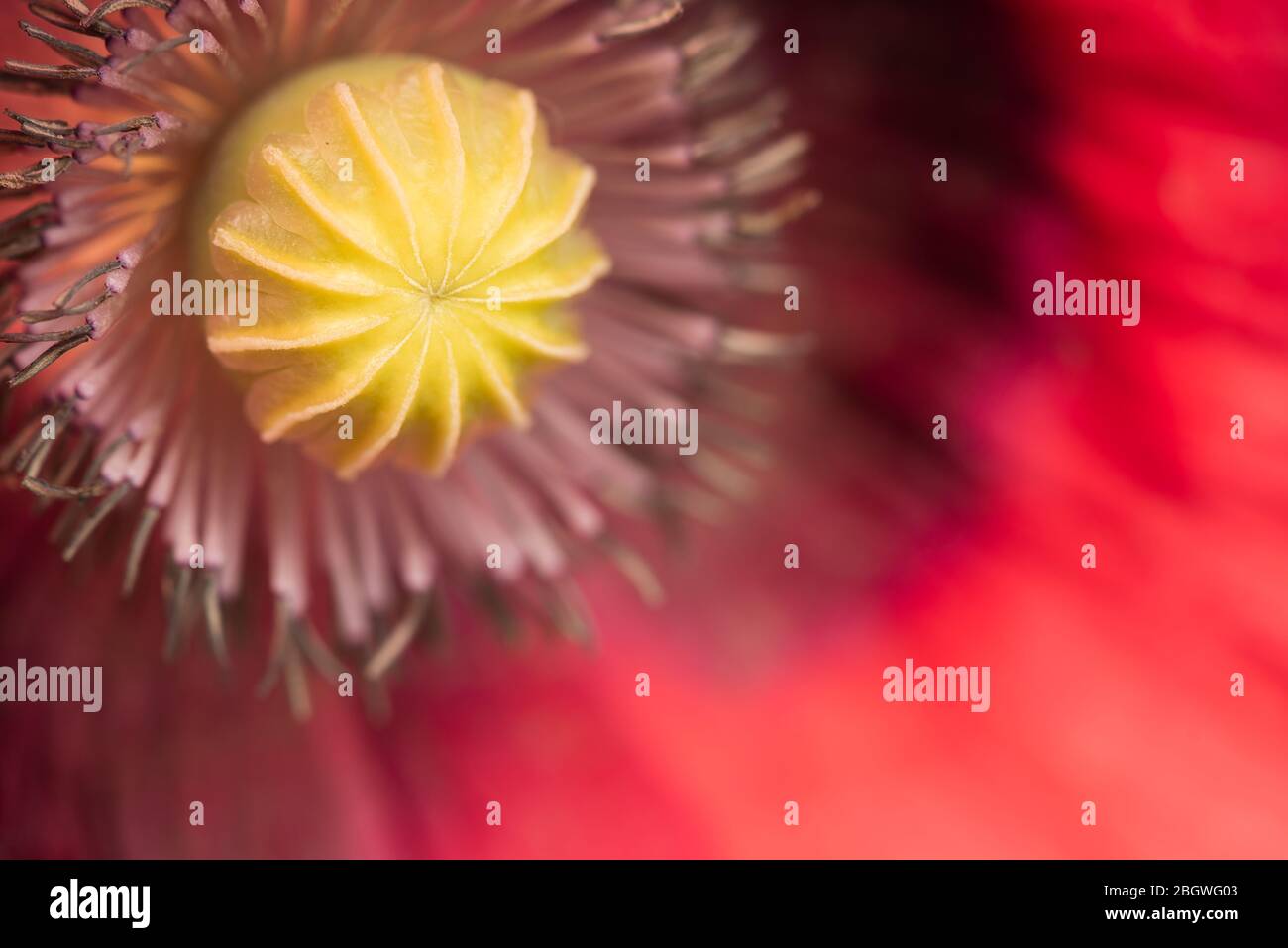 Poppy stamen hi-res stock photography and images - Alamy