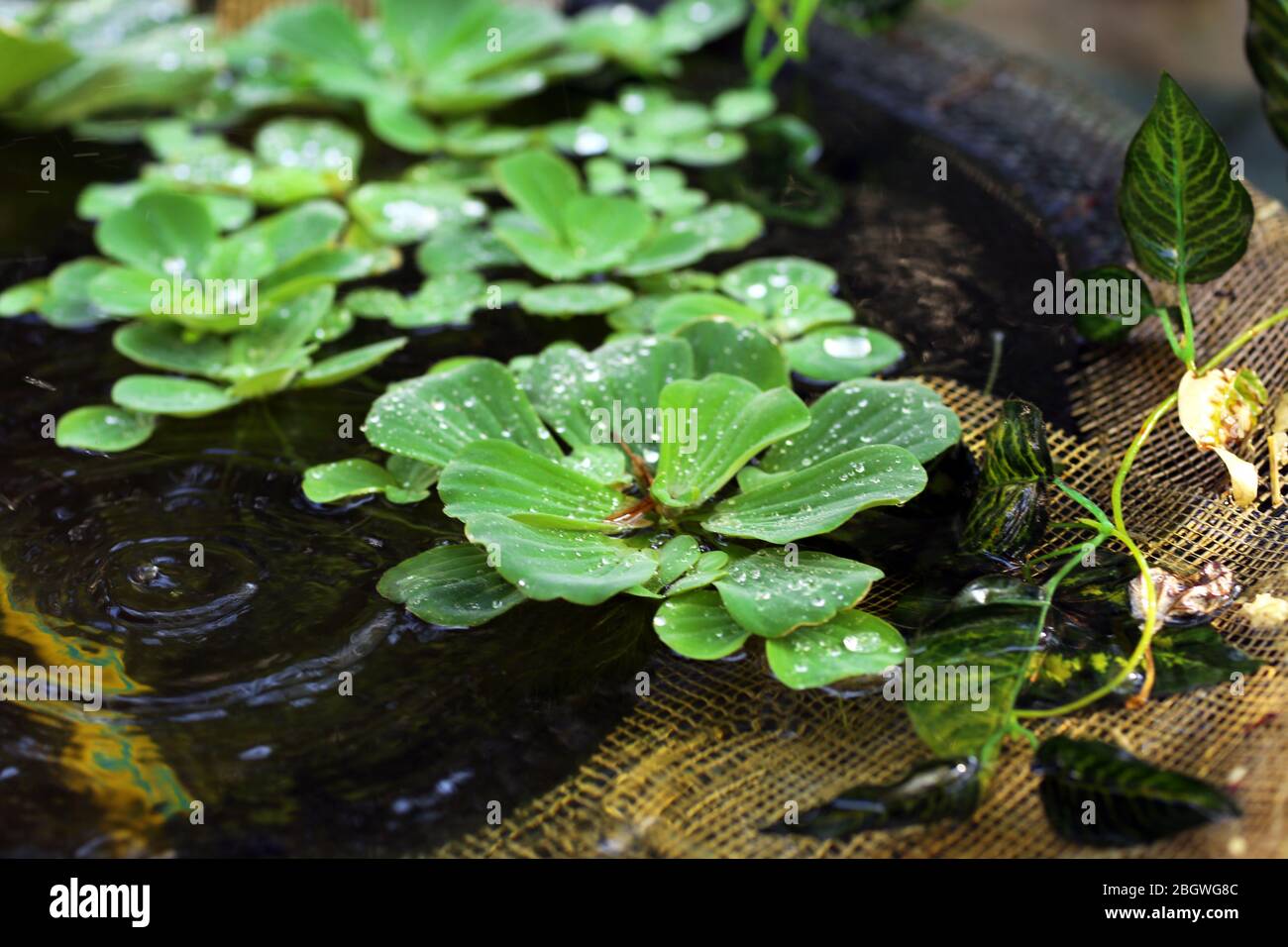 Nature background Stock Photo