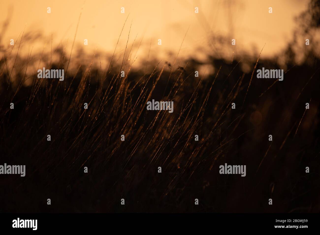 Backlit grasses hi-res stock photography and images - Alamy