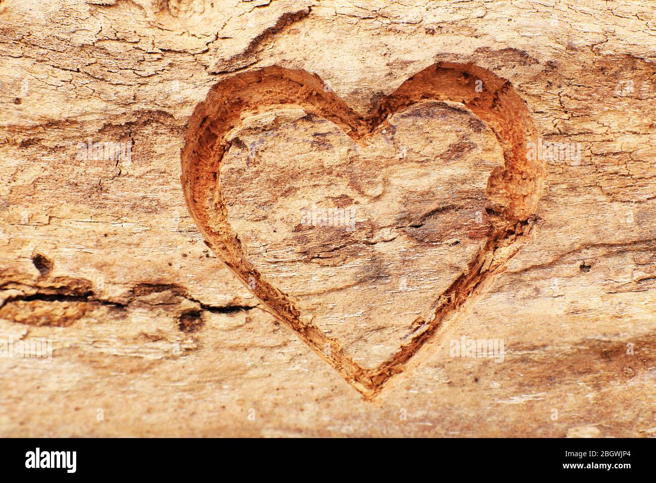 Heart carved in tree bark Stock Photo