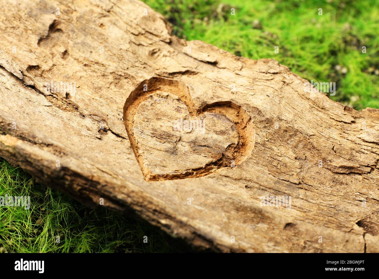 Heart carved in tree bark Stock Photo