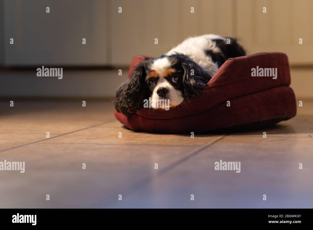 Cavalier King Charles dog in dog bed ix. December, 2018 Stock Photo