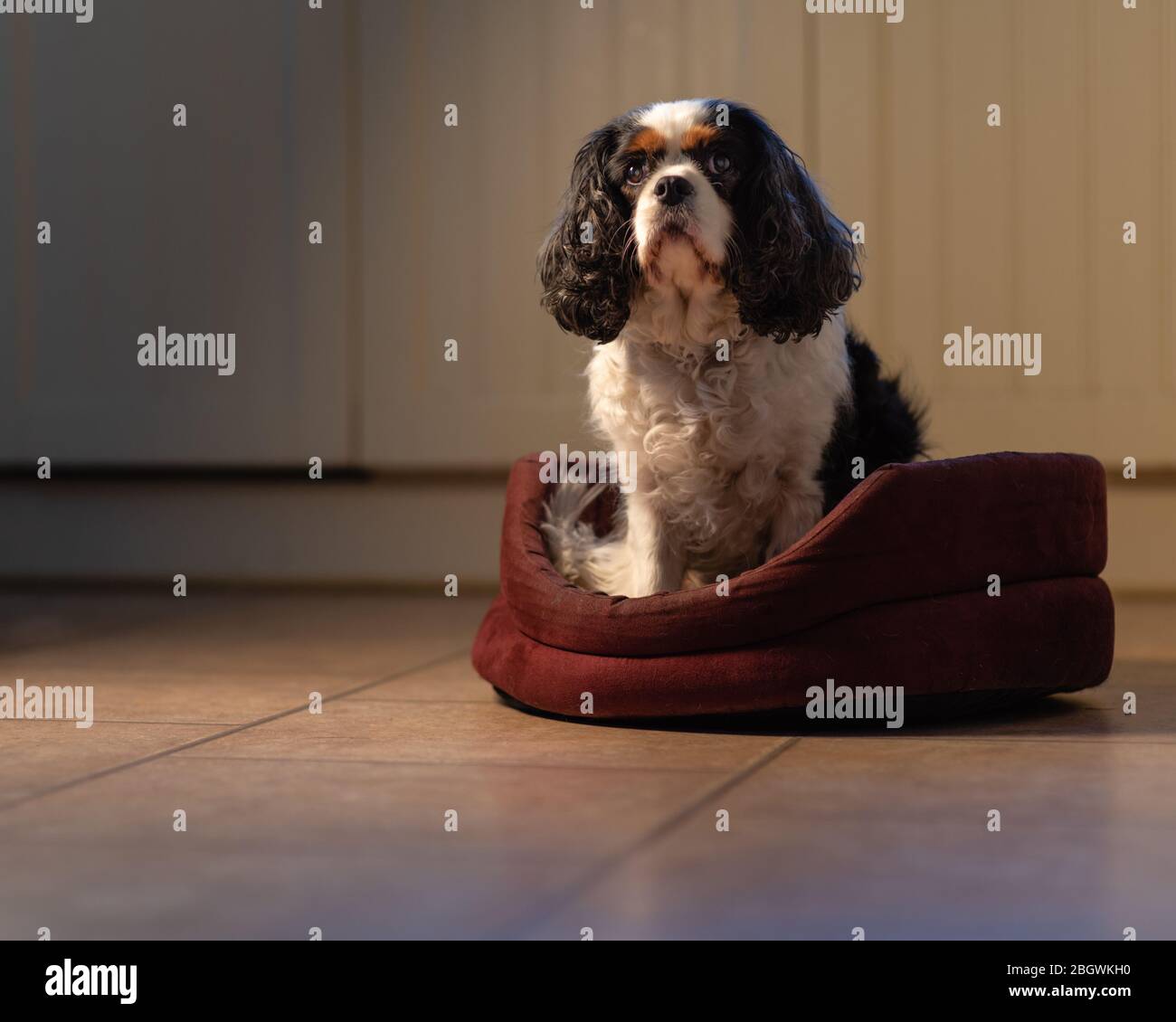 Cavalier King Charles dog in dog bed vi. December, 2018 Stock Photo