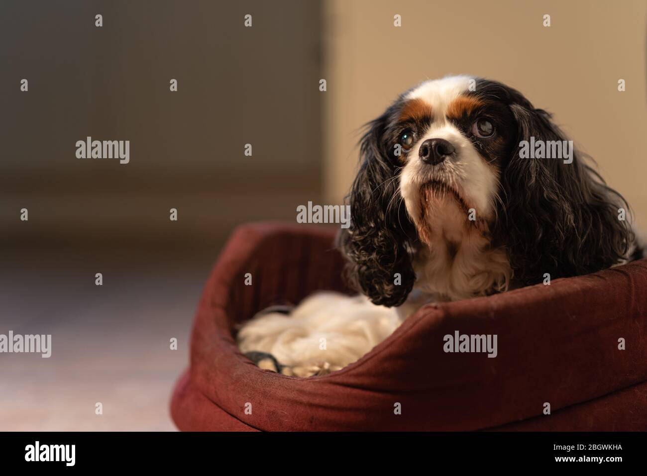 Cavalier King Charles dog in dog bed iv. December, 2018 Stock Photo