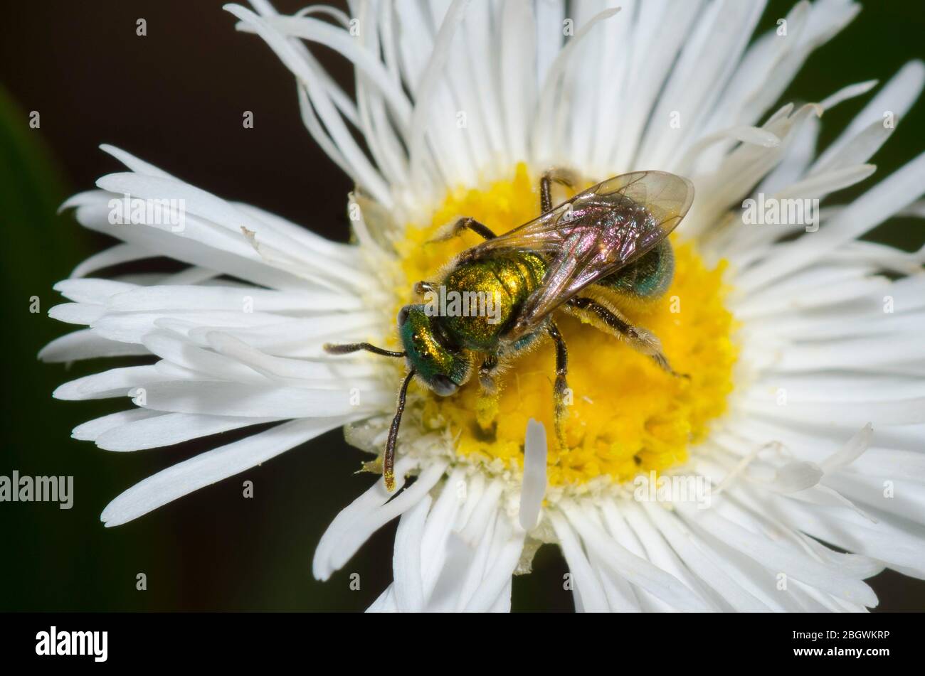 Sweat Bee, Augochlorella sp., foraging on Fleabane, Erigeron sp. Stock Photo