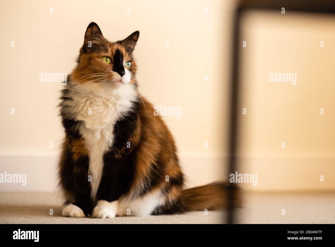 Long hair Calico cat indoors iii sitting on carpet looking right. anuary,  2019 Stock Photo - Alamy
