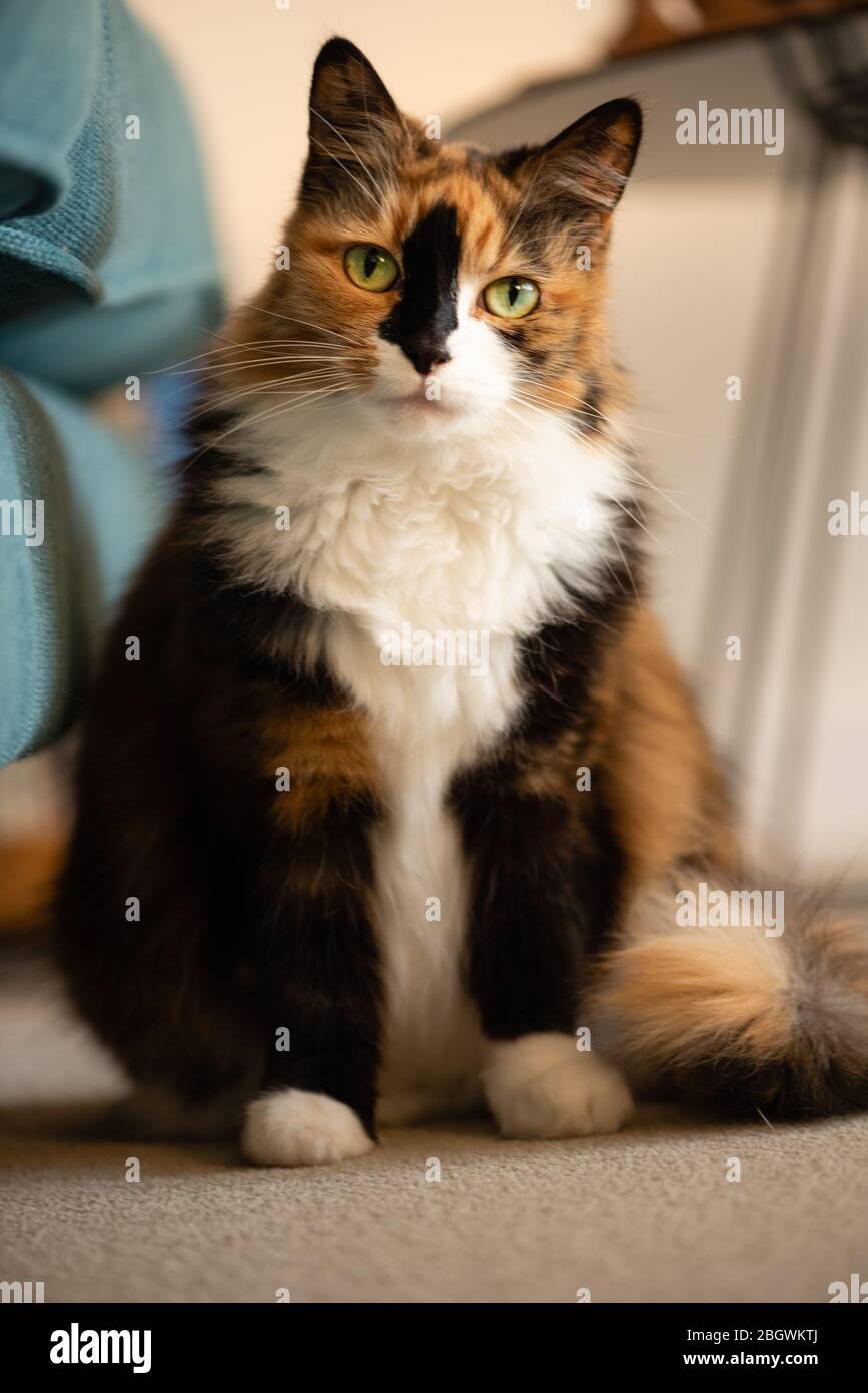 Long hair Calico cat indoors vi sitting up by soafa eye contact. January,  2019 Stock Photo - Alamy