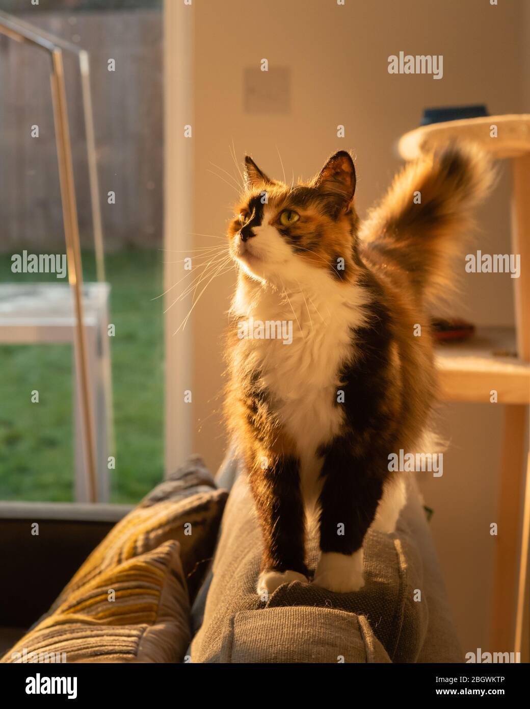 Long hair Calico cat indoors xiv standing on back of sofa looking up left.  January, 2019 Stock Photo - Alamy