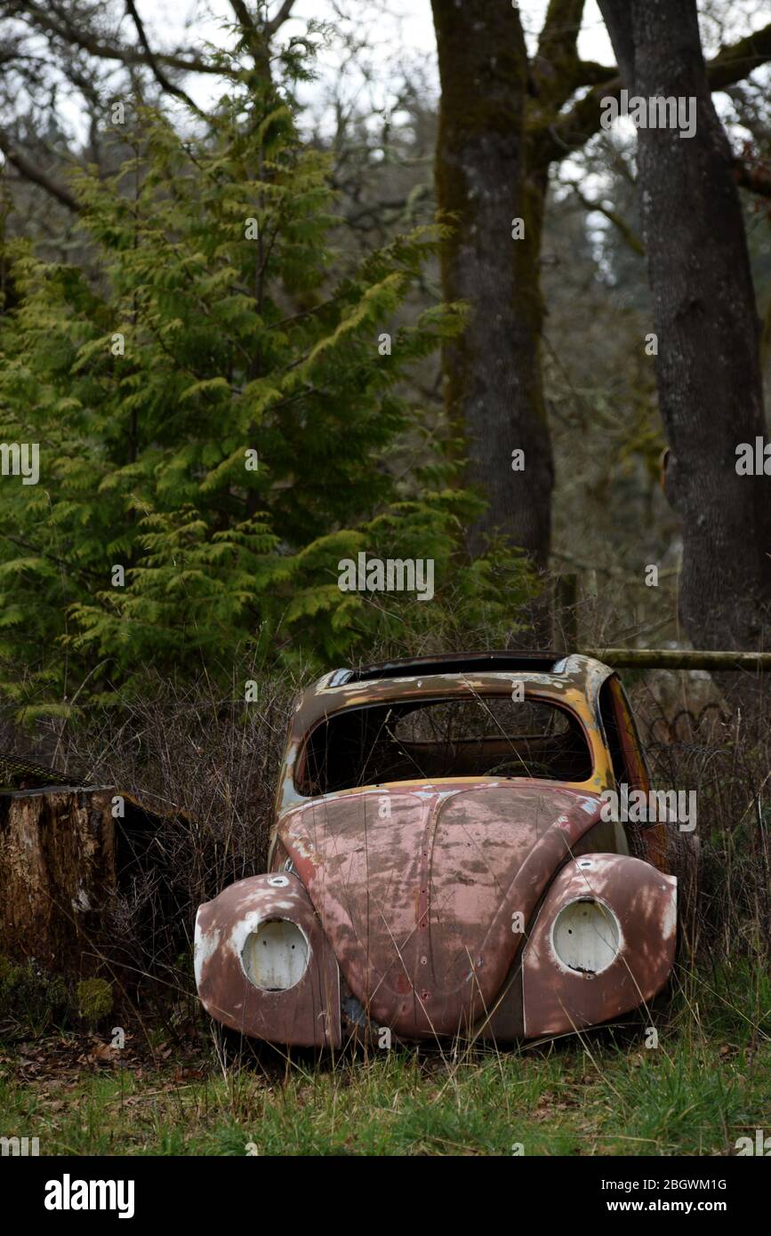 The wrecked rusted body of a Volkswagen VW Beetle Bug automobile sits in a field on Vancouver Island, Britsh Columbia, Canada. Stock Photo
