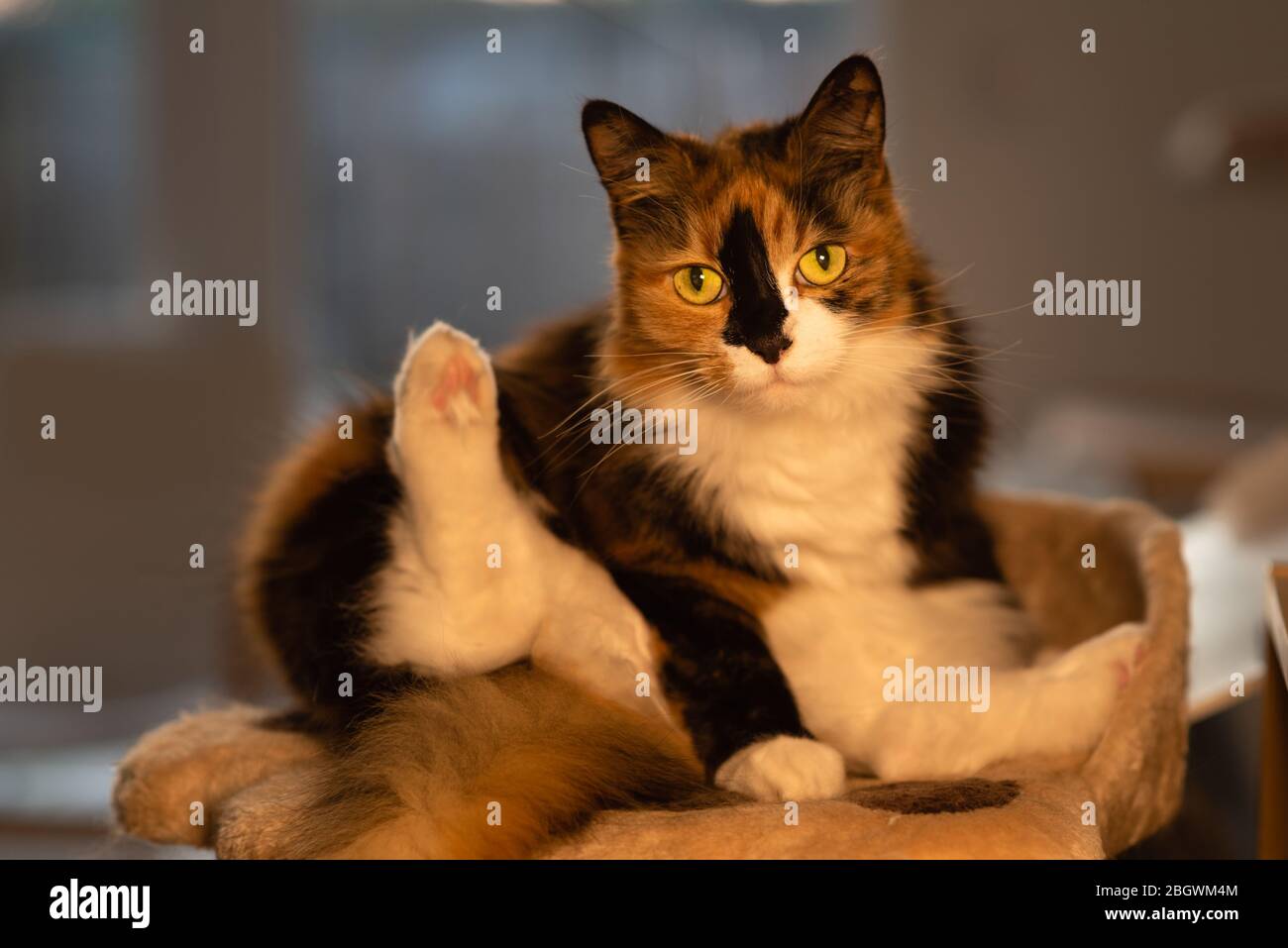 Long hair Calico cat indoors xxiii on podium back leg in air eye contact.  January, 2019 Stock Photo - Alamy