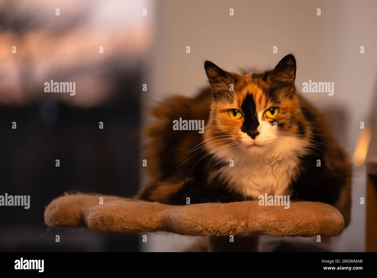 Long hair Calico cat indoors xxvii loafing on podium eye contact. January,  2019 Stock Photo - Alamy
