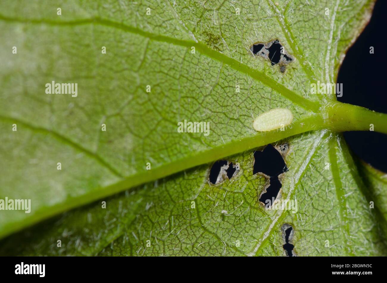 Henry's Elfin, Callophrys henrici, caterpillar on Eastern Redbud, Cercis canadensis Stock Photo