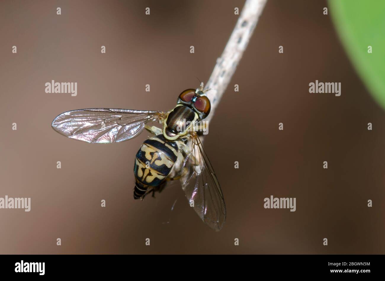 Hover Fly, Toxomerus geminatus, female Stock Photo