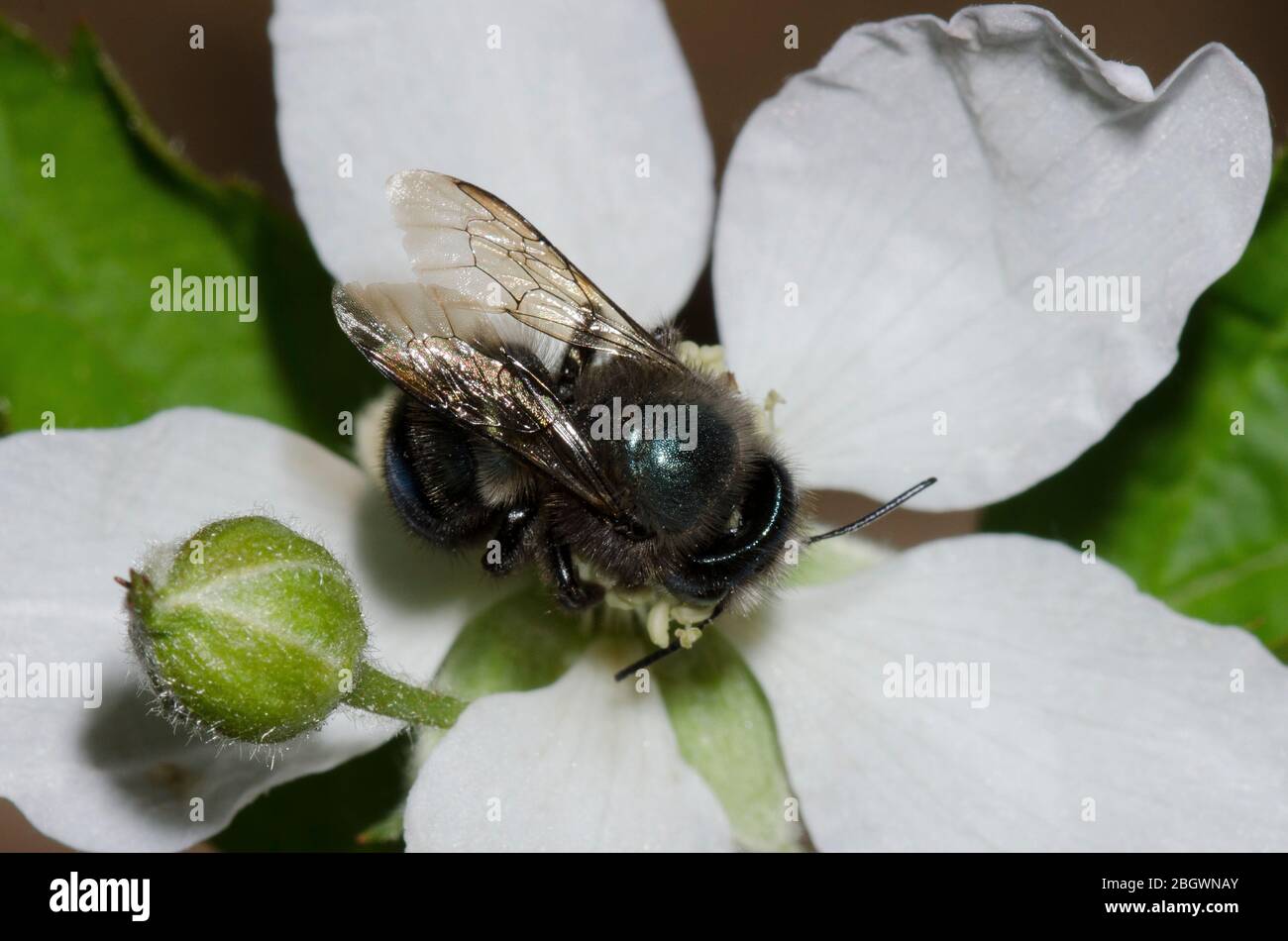 Blue Orchard Bee, Osmia lignaria, foraging on Blackberry, Rubus sp., blossom Stock Photo