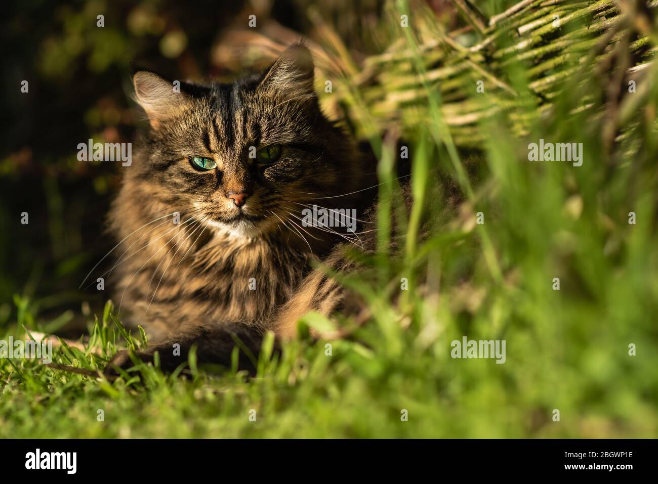 Cat uk garden grass hi-res stock photography and images - Alamy