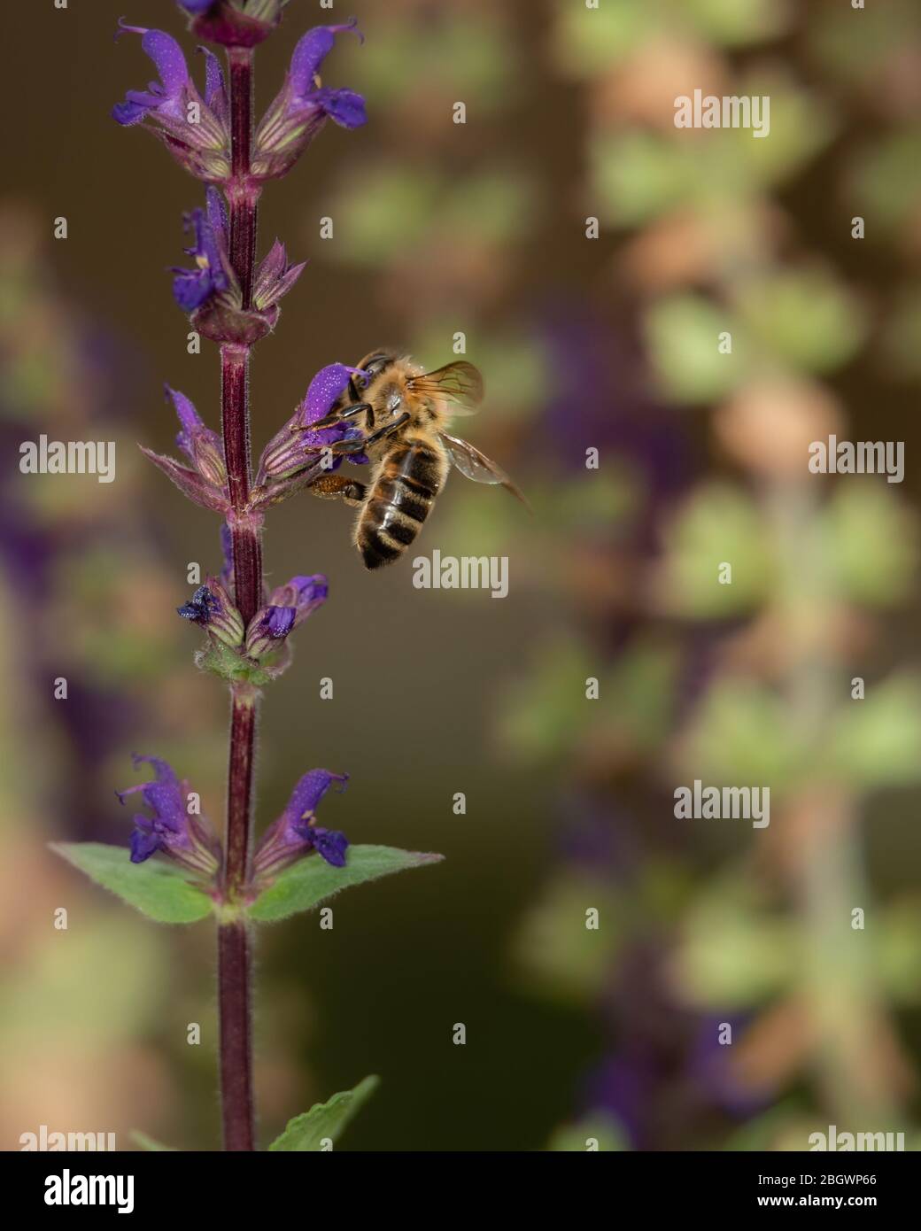 Bee on Salvia flowers ii. August, 2019 Stock Photo