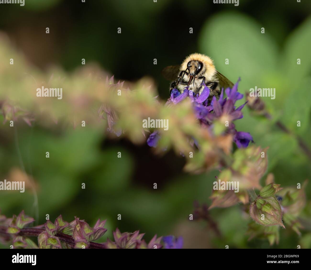 Bee on Salvia flowers vi. August, 2019 Stock Photo