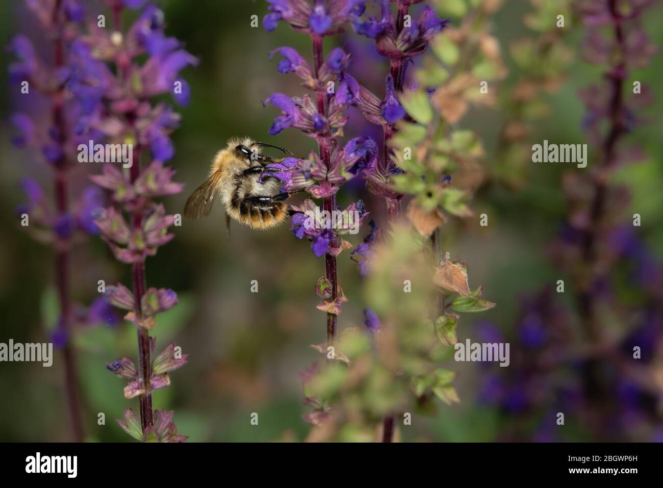Bee on Salvia flowers iii. August, 2019 Stock Photo
