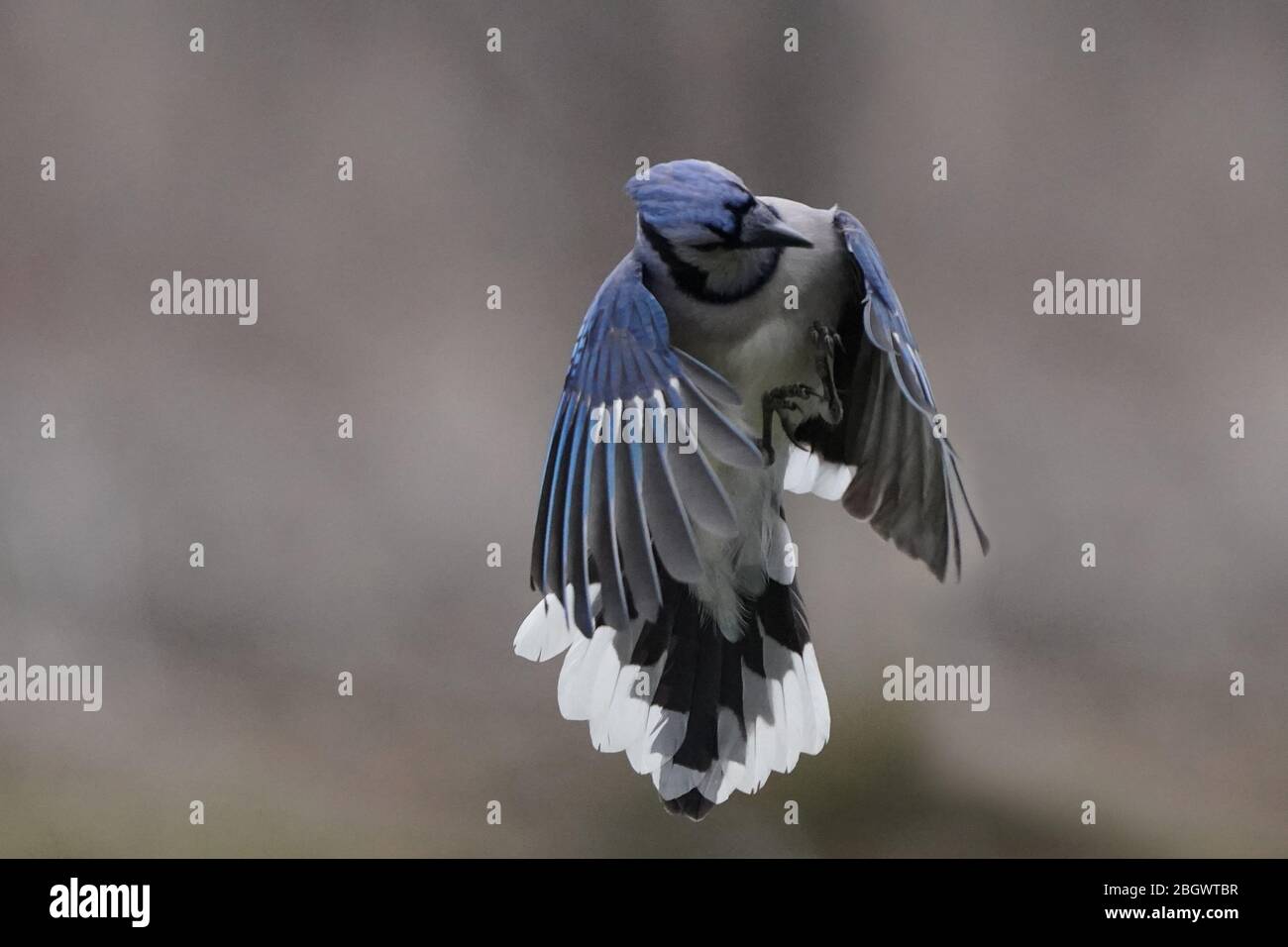 Blue Jay closeup in flight with beautiful colours Stock Photo - Alamy