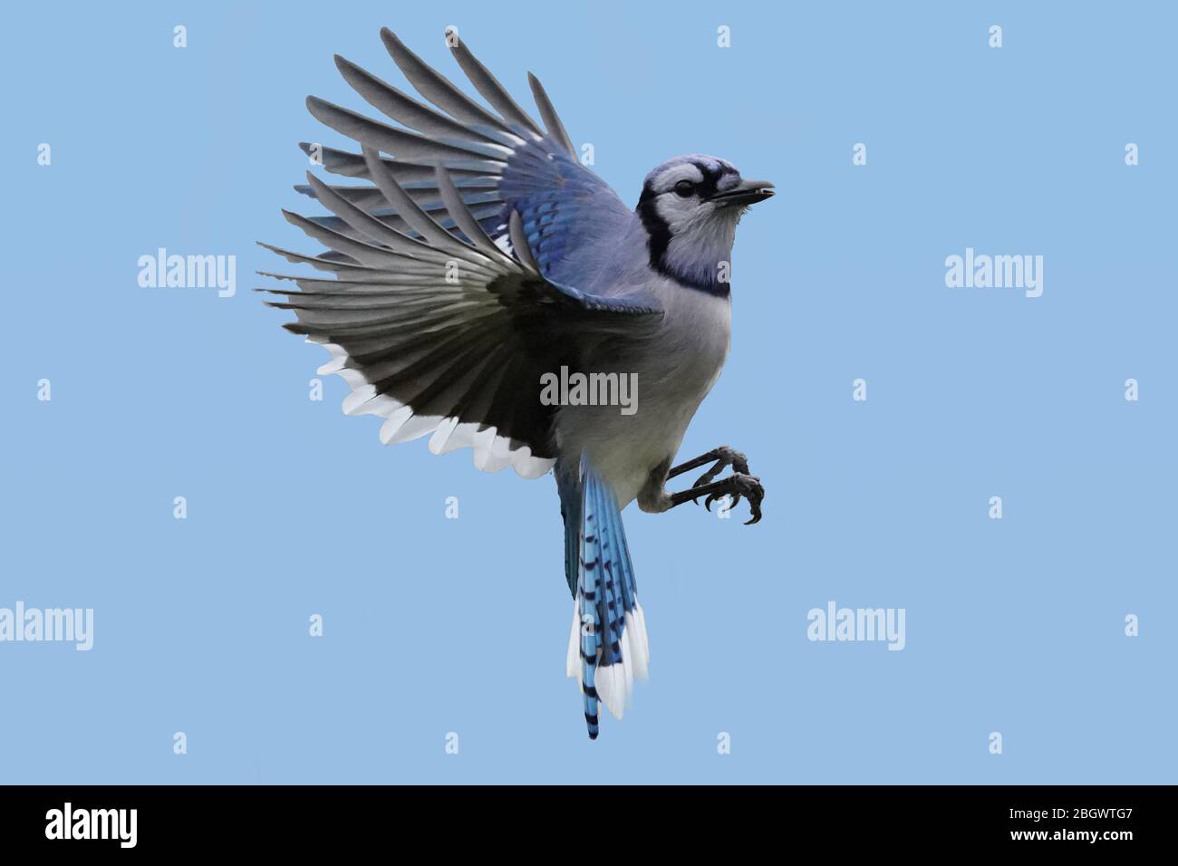 blue jay bird flying