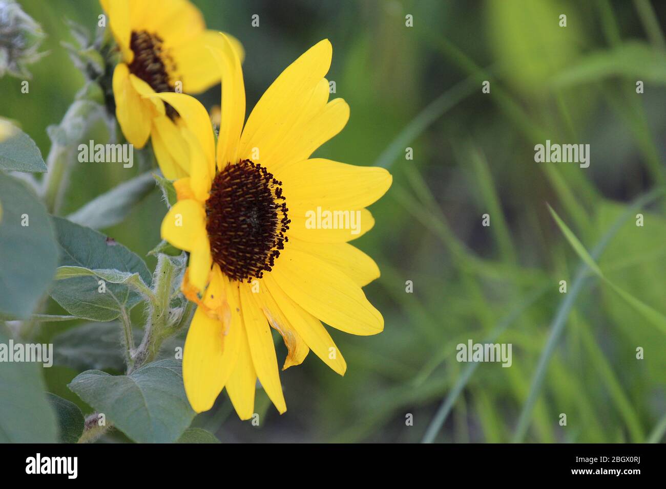 Side view of a Sunflower in full bloom in a garden in Wisconsin Stock