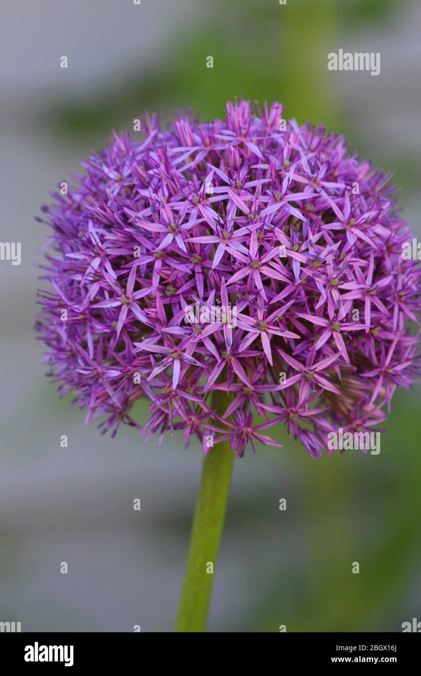 Close up of an Allium Globemaster Flower head in full bloom in a garden in Wisconsin Stock Photo