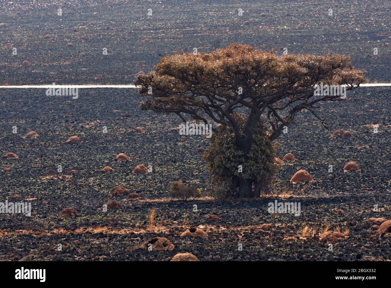 Marula tree hires stock photography and images Alamy