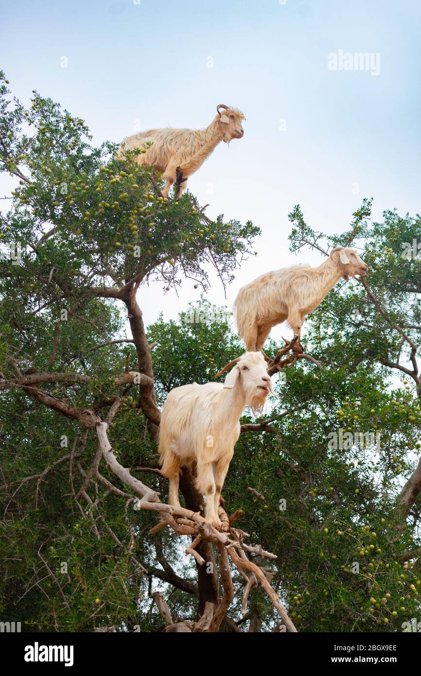 Goats Climbing an Argan Tree along the Road to Essaouira Morocco to