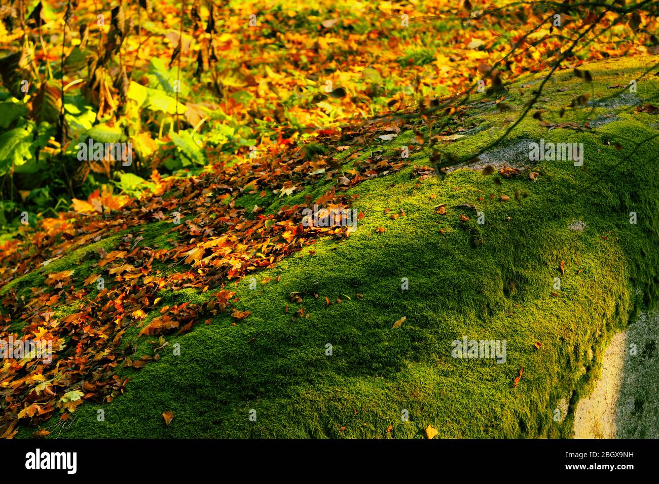 Beautiful nature background Stock Photo